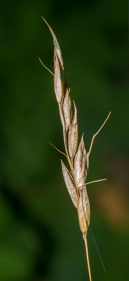 Arrhenatherum elatius / Avena altissima